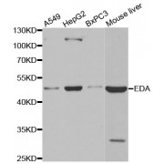 Western blot analysis of extracts of various cell lines, using EDA antibody (abx002133) at 1:400 dilution.