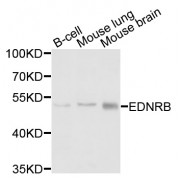 Western blot analysis of extracts of various cell lines, using EDNRB antibody (abx002134) at 1/1000 dilution.
