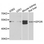 Western blot analysis of extracts of various cell lines, using EPOR antibody (abx002139) at 1/1000 dilution.