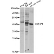 Western blot analysis of extracts of various cell lines, using DUSP1 Antibody (abx002140) at 1:300 dilution.