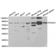 Western blot analysis of extracts of various cell lines, using FOXO1 antibody (abx002142) at 1:950 dilution.