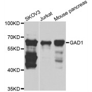 Western blot analysis of extracts of various cell lines, using GAD1 antibody (abx002144) at 1/1000 dilution.