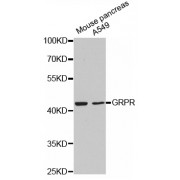 Western blot analysis of extracts of various cell lines, using GRPR antibody (abx002146).