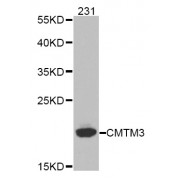 Western blot analysis of extracts of 231 cells, using CMTM3 antibody (abx002147).