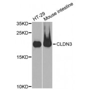 Western blot analysis of extracts of various cell lines, using CLDN3 antibody (abx002148) at 1:400 dilution.