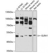 Western blot analysis of extracts of various cell lines, using GLRA1 antibody (abx002153) at 1/1000 dilution.