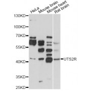 Western blot analysis of extracts of various cell lines, using UTS2R antibody (abx002154) at 1/1000 dilution.