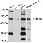 Western blot analysis of extracts of various cell lines, using PROKR2 antibody (abx002155) at 1/1000 dilution.