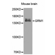 Western blot analysis of extracts of mouse brain, using GRM1 antibody (abx002156) at 1/500 dilution.