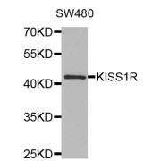 Western blot analysis of extracts of SW480 cells, using KISS1R antibody (abx002159) at 1:350 dilution.