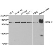 Western blot analysis of extracts of various cell lines, using KCNH2 antibody (abx002160) at 1/500 dilution.