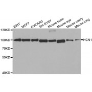 Western blot analysis of extracts of various cell lines, using HCN1 antibody (abx002161) at 1:400 dilution.