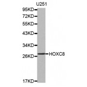 Western blot analysis of extracts of U-251MG cells, using HOXC8 antibody (abx002165).