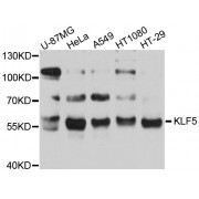 Western blot analysis of extracts of various cell lines, using KLF5 antibody (abx002173) at 1/1000 dilution.
