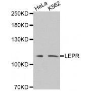 Western blot analysis of extracts of various cell lines, using LEPR antibody (abx002178) at 1/500 dilution.