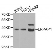 Western blot analysis of extracts of various cell lines, using LRPAP1 antibody (abx002180) at 1/200 dilution.