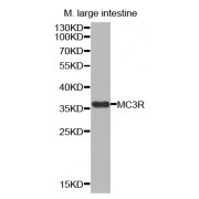 Western blot analysis of extracts of mouse large intestine, using MC3R antibody (abx002184).