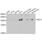 Western blot analysis of extracts of various cell lines, using ABCC1 antibody (abx002190) at 1/500 dilution.
