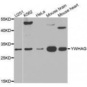 Western blot analysis of extracts of various cell lines, using YWHAG antibody (abx002198) at 1/500 dilution.