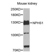 Western blot analysis of extracts of mouse kidney, using NPHS1 antibody (abx002201) at 1/500 dilution.