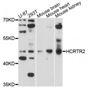 Western blot analysis of extracts of various cell lines, using HCRTR2 antibody (abx002205) at 1/1000 dilution.