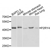 Western blot analysis of extracts of various cell lines, using P2RY4 antibody (abx002206) at 1/1000 dilution.