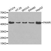 Western blot analysis of extracts of various cell lines, using PAWR antibody (abx002208) at 1:400 dilution.