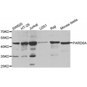 Western blot analysis of extracts of various cell lines, using PARD6A antibody (abx002209) at 1/200 dilution.