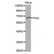 Western blot analysis of extracts of HeLa cells, using PXN antibody (abx002210).