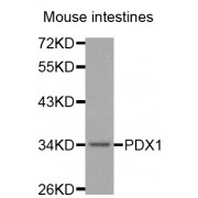 Western blot analysis of extracts of mouse intestine, using PDX1 antibody (abx002213) at 1:400 dilution.