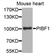 Western blot analysis of extracts of mouse heart, using PIBF1 antibody (abx002214) at 1:400 dilution.