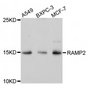 Western blot analysis of extracts of various cell lines, using RAMP2 antibody (abx002216) at 1/1000 dilution.