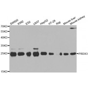 Western blot analysis of extracts of various cell lines, using PRDX3 antibody (abx002217) at 1/500 dilution.