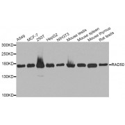 Western blot analysis of extracts of various cell lines, using RAD50 antibody (abx002219) at 1/1000 dilution.