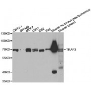 Western blot analysis of extracts of various cell lines, using TRAF3 antibody (abx002224) at 1:400 dilution.