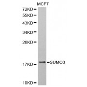 Western blot analysis of extracts of MCF-7 cells, using SUMO3 antibody (abx002228) at 1:800 dilution.