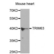 Western blot analysis of extracts of mouse heart, using TRIM63 antibody (abx002230) at 1:400 dilution.