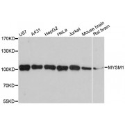 Western blot analysis of extracts of various cell lines, using MYSM1 antibody (abx002231) at 1:3000 dilution.