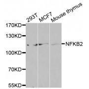 Western blot analysis of extracts of various cell lines, using NFKB2 antibody (abx002233) at 1/500 dilution.
