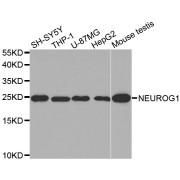 Western blot analysis of extracts of various cell lines, using NEUROG1 antibody (abx002235) at 1:400 dilution.