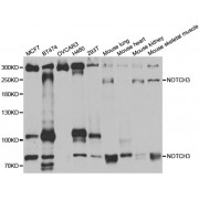 Western blot analysis of extracts of various cell lines, using NOTCH3 antibody (abx002237) at 1:400 dilution.