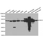 Western blot analysis of extracts of various cell lines, using ENO2 antibody (abx002239) at 1/500 dilution.