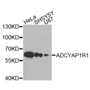 Western blot analysis of extracts of various cell lines, using ADCYAP1R1 antibody (abx002241) at 1:400 dilution.