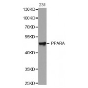 Western blot analysis of extracts of 231 cells, using PPARA antibody (abx002244).