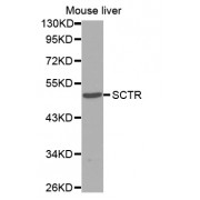 Western blot analysis of extracts of mouse liver, using SCTR antibody (abx002246).