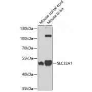 Western blot analysis of extracts of various cell lines, using SLC32A1 antibody (abx002248) at 1:400 dilution.