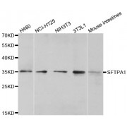 Western blot analysis of extracts of various cell lines, using SFTPA1 antibody (abx002250) at 1/200 dilution.