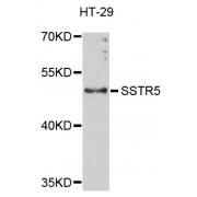 Western blot analysis of extracts of HT-29 cells, using SSTR5 antibody (abx002253) at 1/1000 dilution.