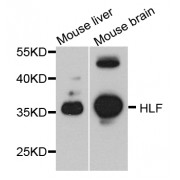 Western blot analysis of extracts of various cell lines, using HLF antibody (abx002258) at 1/1000 dilution.