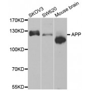 Western blot analysis of extracts of various cell lines, using APP antibody (abx002265).